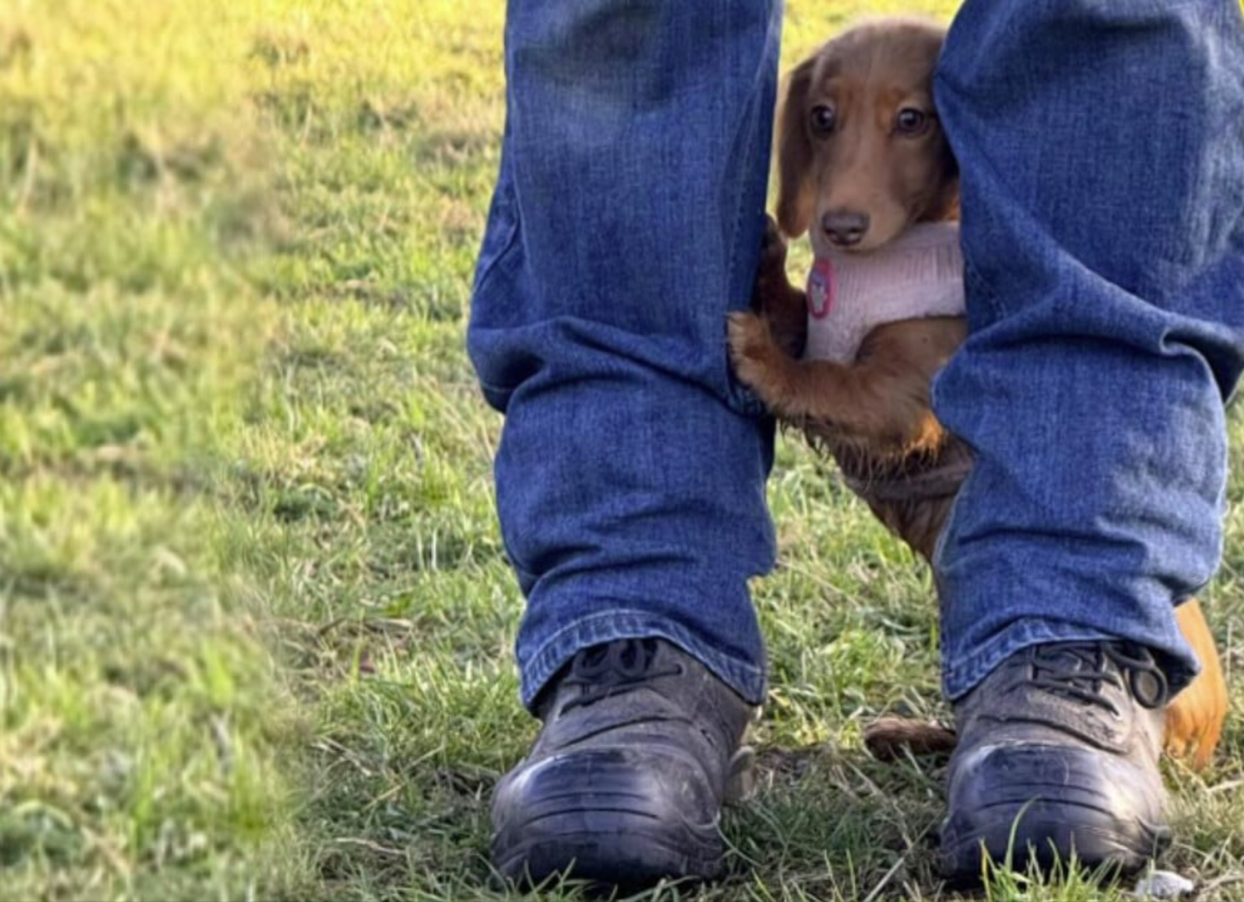 Dackelwelpe besucht zum ersten Mal den Hundepark - ihre Reaktion erweicht Herzen!